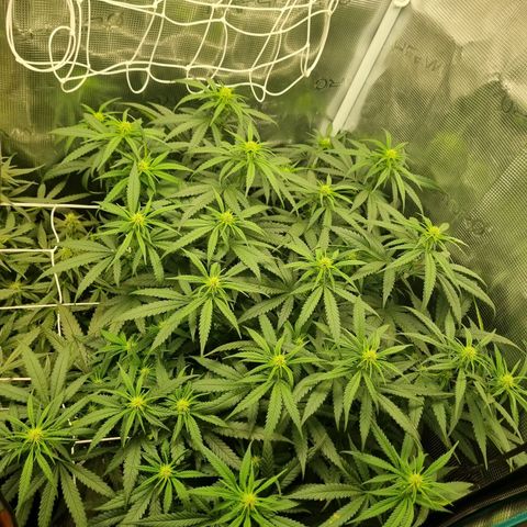 It's Brittney Biscotti Bitch growlog timeline photo