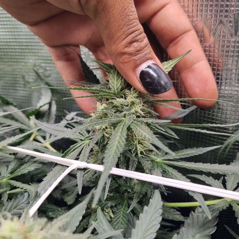 The Satino Prøject growlog timeline photo