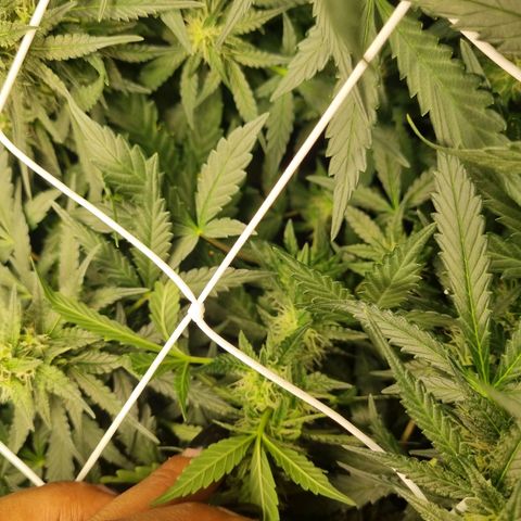 The Satino Prøject growlog timeline photo