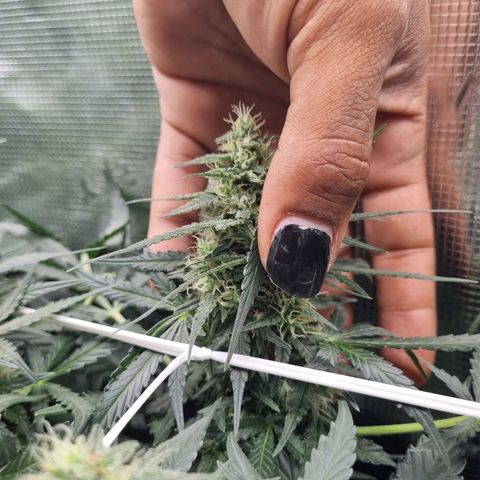 The Satino Prøject growlog timeline photo