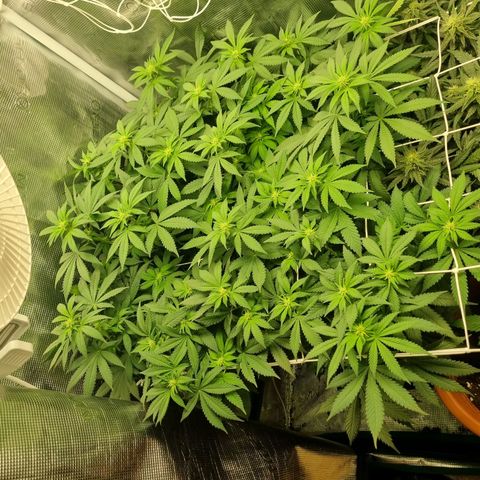 Her name's Bruciepoo growlog timeline photo