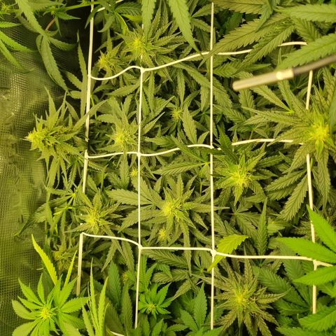The Satino Prøject growlog timeline photo