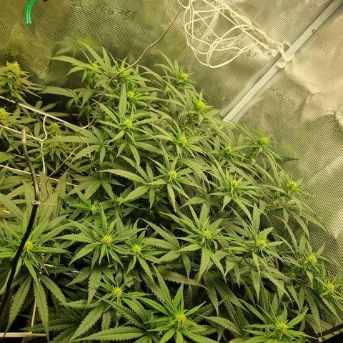It's Brittney Biscotti Bitch growlog timeline photo