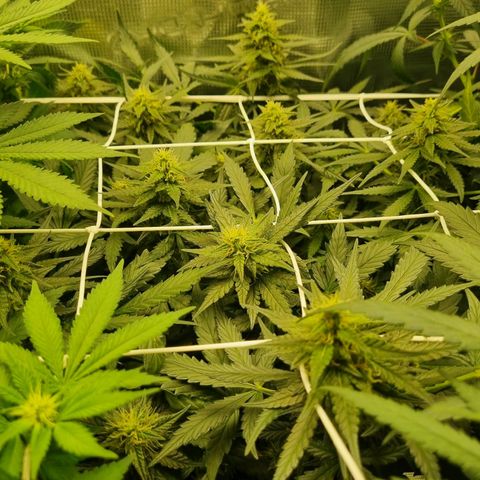 The Satino Prøject growlog timeline photo