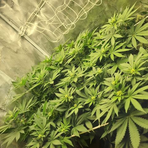 Her name's Bruciepoo growlog timeline photo