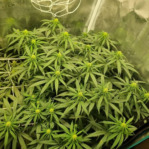 It's Brittney Biscotti Bitch growlog timeline photo