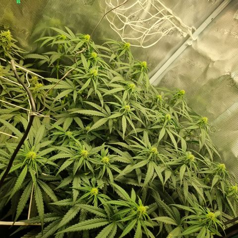 It's Brittney Biscotti Bitch growlog timeline photo