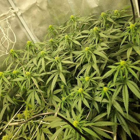 It's Brittney Biscotti Bitch growlog timeline photo