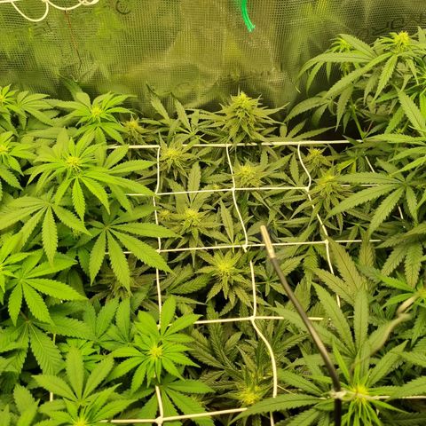 The Satino Prøject growlog timeline photo