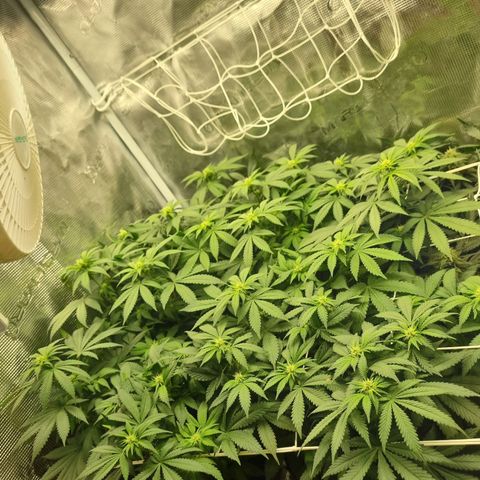 Her name's Bruciepoo growlog timeline photo