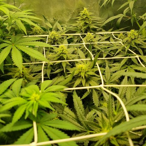 The Satino Prøject growlog timeline photo