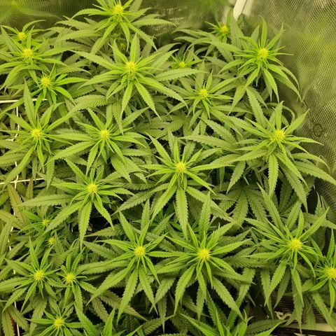 It's Brittney Biscotti Bitch growlog timeline photo