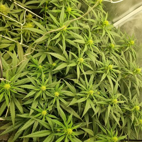 It's Brittney Biscotti Bitch growlog timeline photo