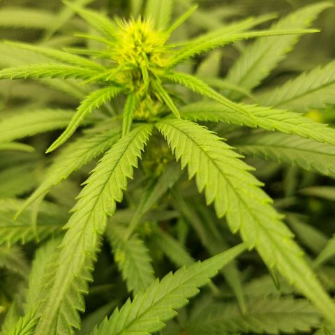 It's Brittney Biscotti Bitch growlog timeline photo