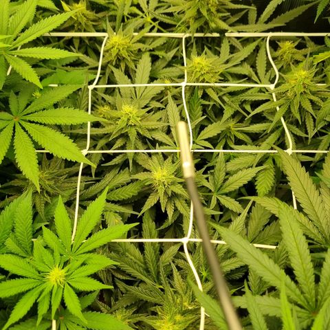 The Satino Prøject growlog timeline photo