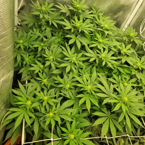Her name's Bruciepoo growlog timeline photo