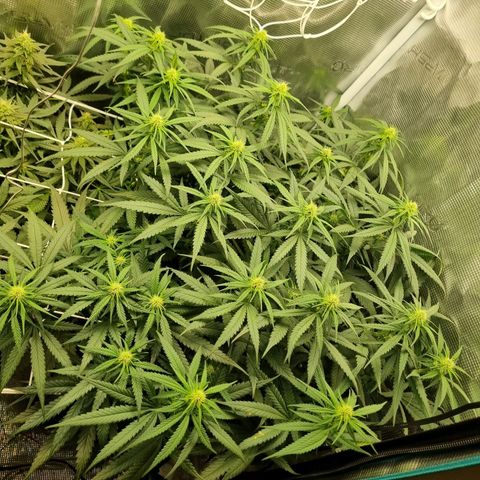 It's Brittney Biscotti Bitch growlog timeline photo