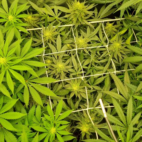 The Satino Prøject growlog timeline photo