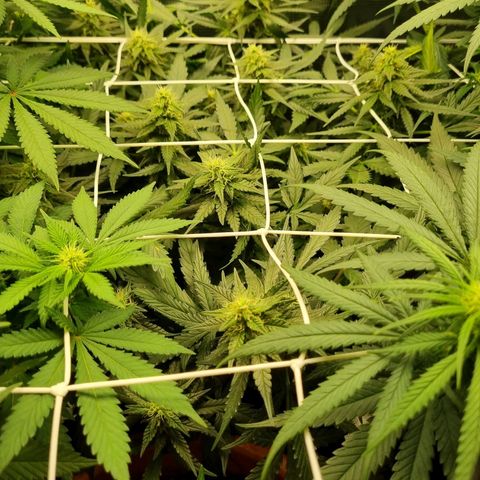 The Satino Prøject growlog timeline photo