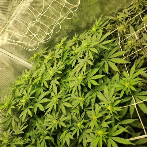 Her name's Bruciepoo growlog timeline photo