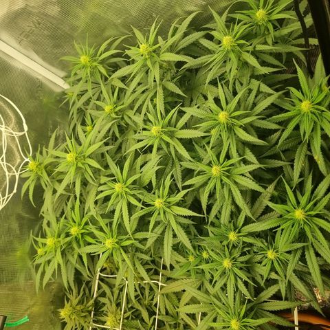 It's Brittney Biscotti Bitch growlog timeline photo