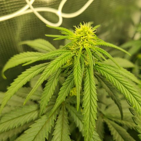 It's Brittney Biscotti Bitch growlog timeline photo