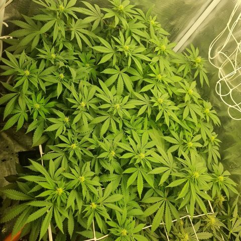 Her name's Bruciepoo growlog timeline photo