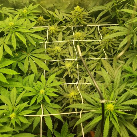 The Satino Prøject growlog timeline photo