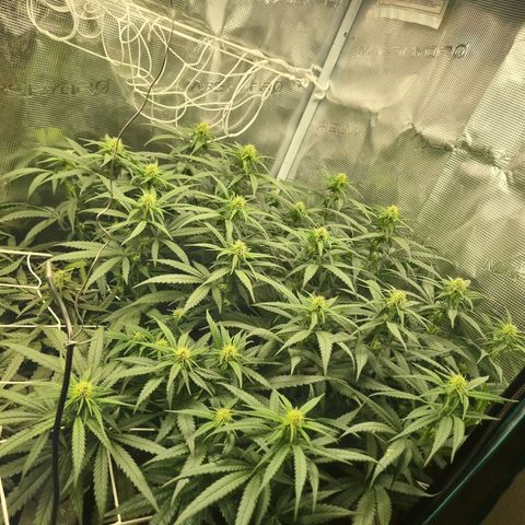 It's Brittney Biscotti Bitch growlog timeline photo