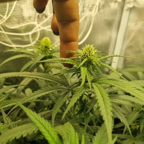 It's Brittney Biscotti Bitch growlog timeline photo
