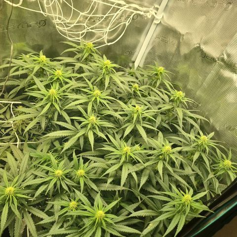 It's Brittney Biscotti Bitch growlog timeline photo