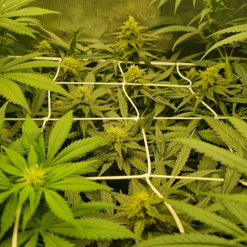 The Satino Prøject growlog timeline photo