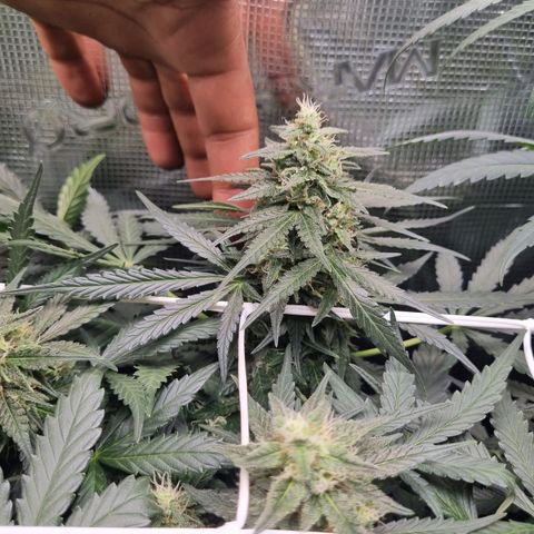 The Satino Prøject growlog timeline photo