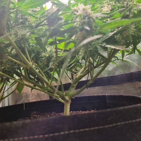 The Satino Prøject growlog timeline photo