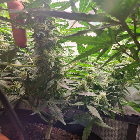 The Satino Prøject growlog timeline photo