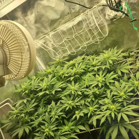 Her name's Bruciepoo growlog timeline photo