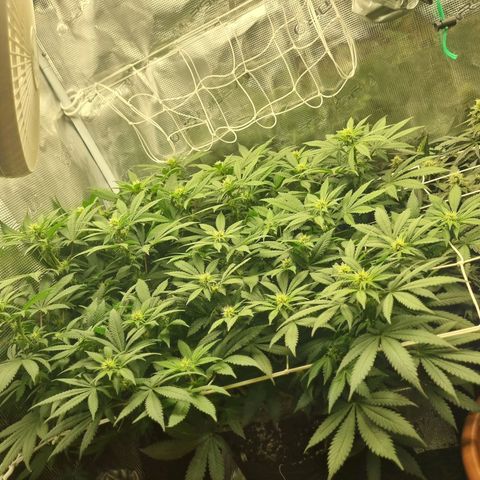 Her name's Bruciepoo growlog timeline photo