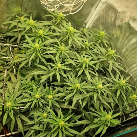 It's Brittney Biscotti Bitch growlog timeline photo