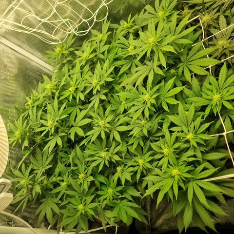 Her name's Bruciepoo growlog timeline photo