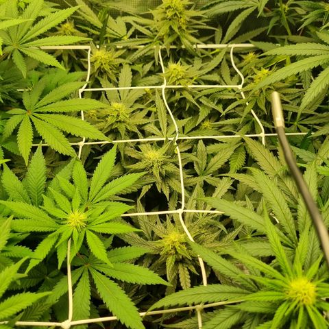 The Satino Prøject growlog timeline photo