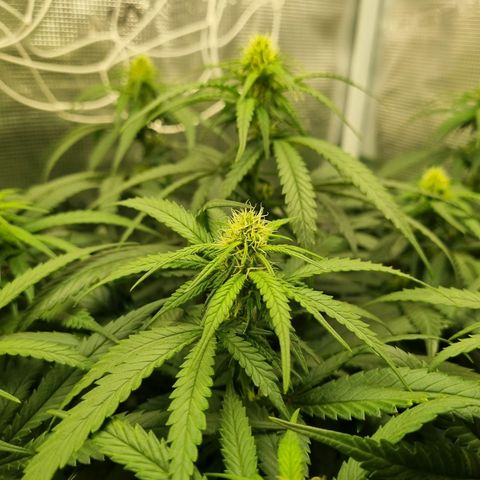 It's Brittney Biscotti Bitch growlog timeline photo