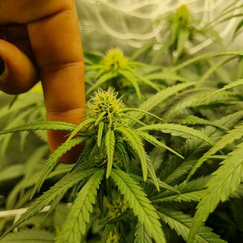 It's Brittney Biscotti Bitch growlog timeline photo