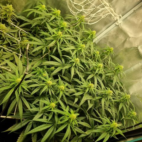It's Brittney Biscotti Bitch growlog timeline photo