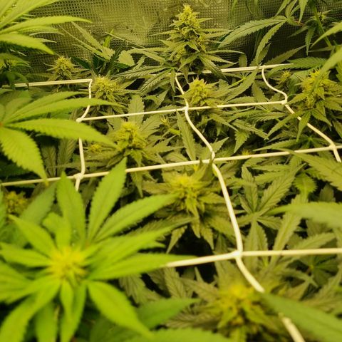 The Satino Prøject growlog timeline photo