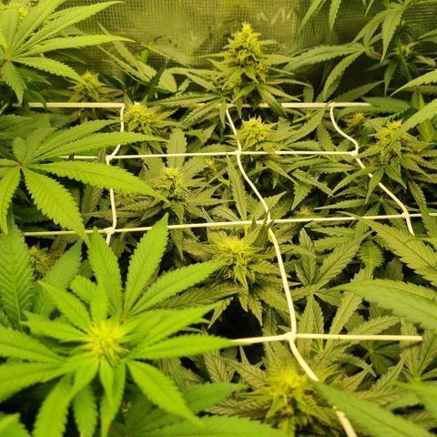 The Satino Prøject growlog timeline photo