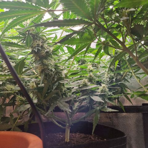 The Satino Prøject growlog timeline photo