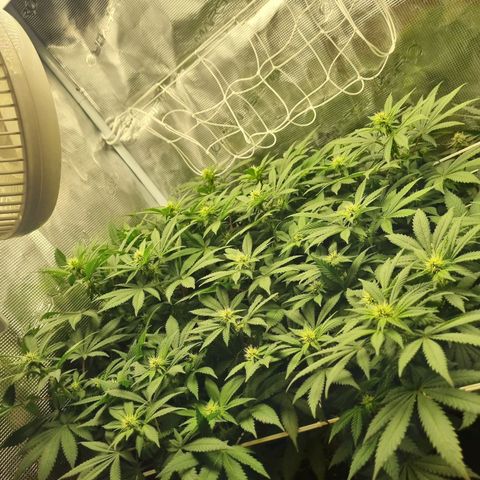 Her name's Bruciepoo growlog timeline photo
