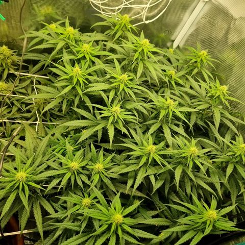 It's Brittney Biscotti Bitch growlog timeline photo