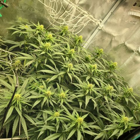 It's Brittney Biscotti Bitch growlog timeline photo