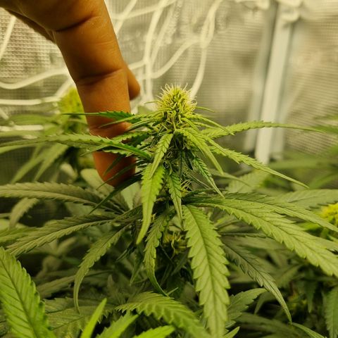 It's Brittney Biscotti Bitch growlog timeline photo